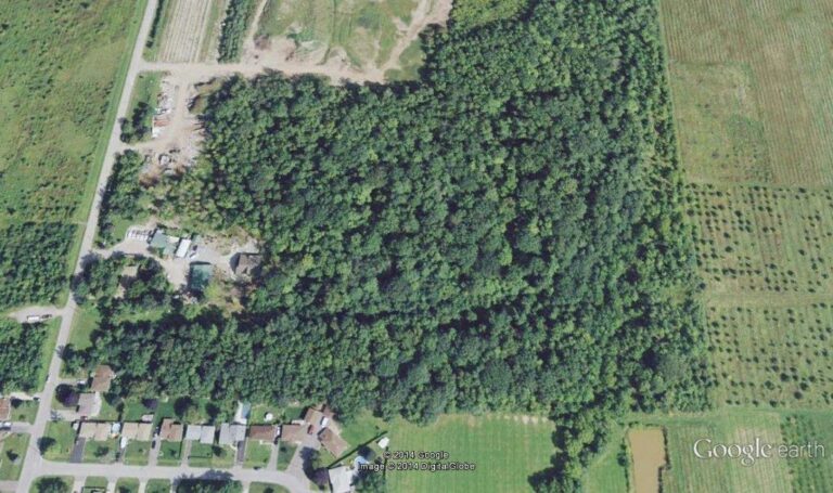 Irish Grove from above