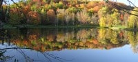 Forest behind a lake