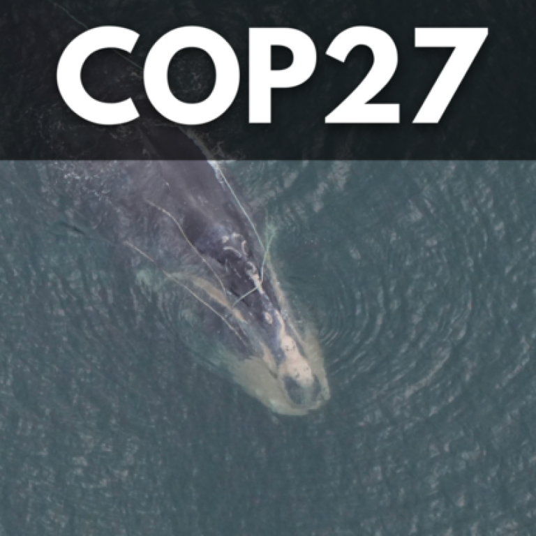 Image: North Atlantic right whale “Snow Cone” (Catalog #3560) spotted south of Nantucket on Sept. 21, 2022, dragging heavy fishing gear and in poor health. CREDIT: New England Aquarium, taken under NOAA permit #25739