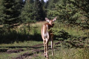A deer walking away