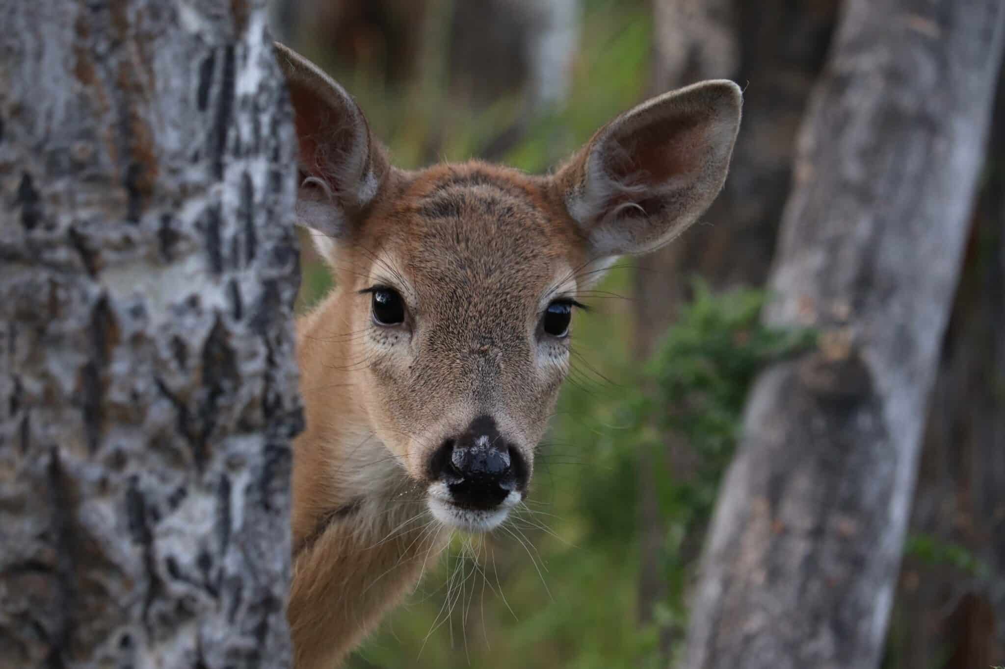 A deer in the woods