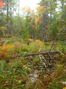 Glyphosate Canada Shaw Woods. Page: Highway 413 Ontario Greenbelt. Glyphosate Canada