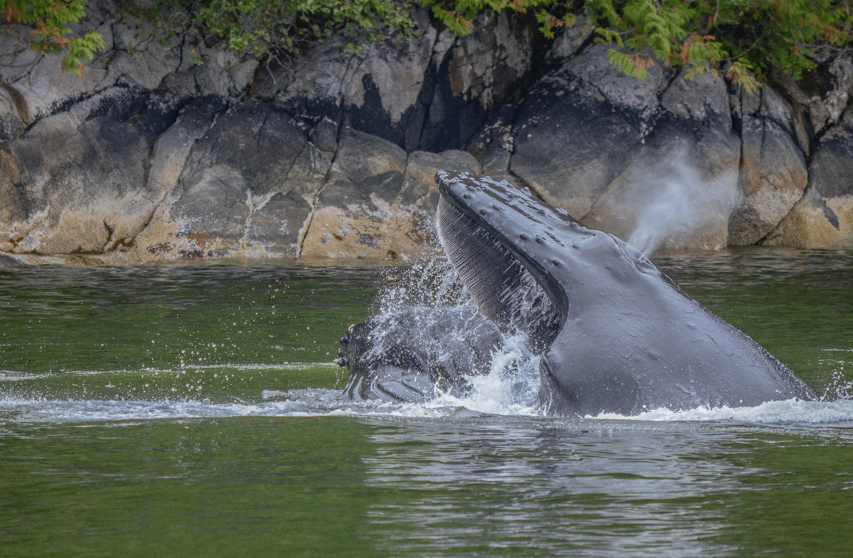 Blue Whale Project page. Image of Whale jumping out of water.