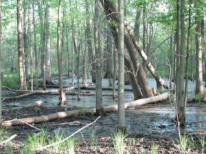 Image of a forest in Ontario's Greenbelt